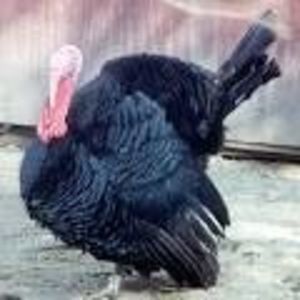 BLACK TURKEY; BLACK TURKEY
