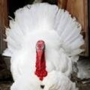 BROAD BREASTED WHITE TURKEY; BROAD BREASTED WHITE TURKEY
