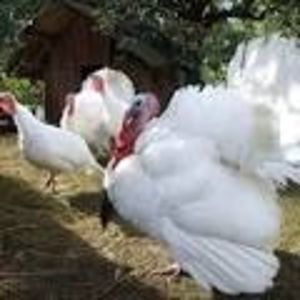 MIDGET WHITE TURKEY; MIDGET WHITE TURKEY
