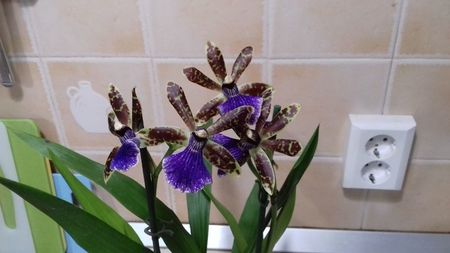 Zygopetalum