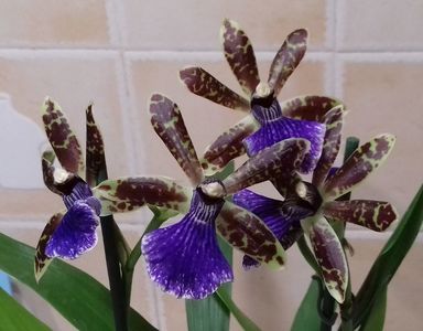 Zygopetalum