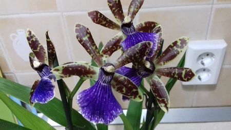 Zygopetalum