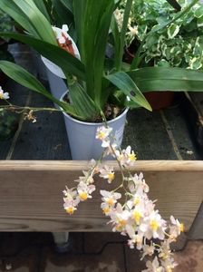2.02.2018 „Oncidium“