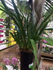 Cymbidium Ice Cascade; Asa una imi doresc
