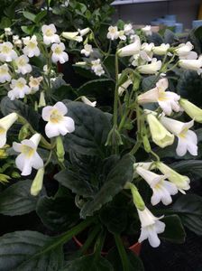 Streptocarpus purpelina