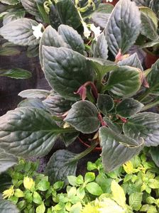 Streptocarpus Snowlina