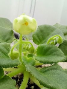1 feb