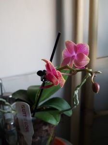 02.02.18 Orhidee pitica