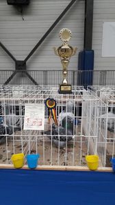 M 2017  campion 96 pc.