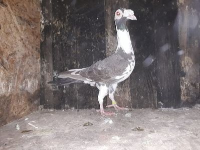 Vanduta