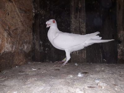 Vandut