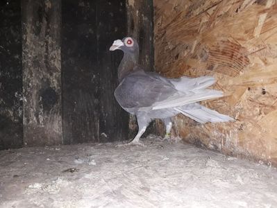 Vanduta
