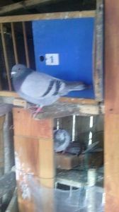 received_451863408488885