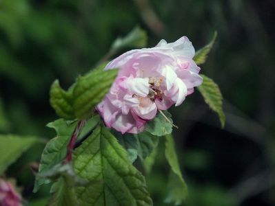 24.04.2017; Prunus triloba
