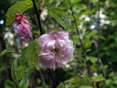 24.04.2017; Prunus triloba
