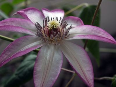 26.04.2017; Clematita Omoshiro
