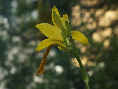 26.04.2017; Hemerocallis galben parfumat
