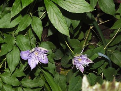 23.05.2017; Clematita Crystal Fountain
