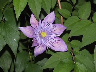 23.05.2017; Clematita Crystal Fountain
