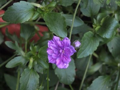 27.05.2017; Geranium plenum
