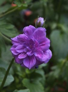 27.05.2017; Geranium plenum
