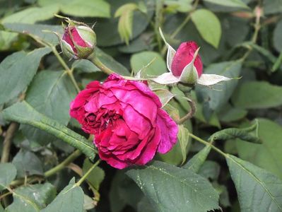 30.05.2017; trandafir de dulceata vechi

