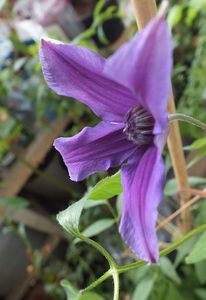 07.06.2017; Clematita Ryuan
