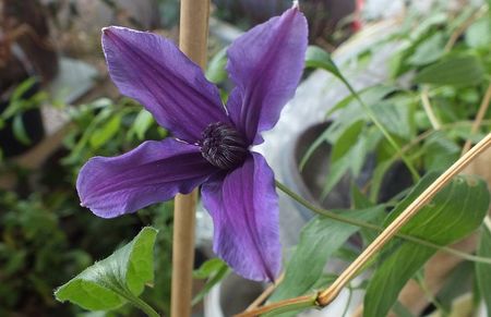 07.06.2017; Clematita Ryuan
