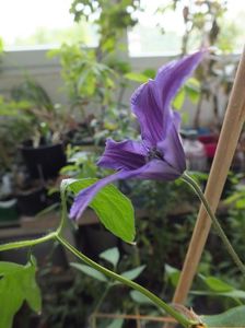 07.06.2017; Clematita Ryuan

