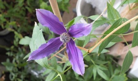 07.06.2017; Clematita Ryuan
