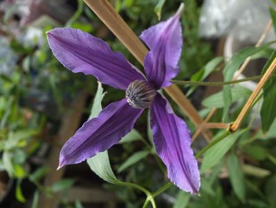07.06.2017; Clematita Ryuan
