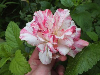 10.06.2017; trandafir Philatelie trecut
