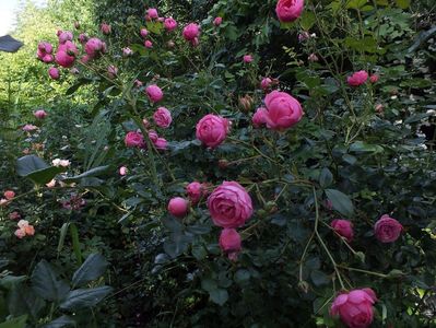 10.06.2017; Trandafir Pomponella
