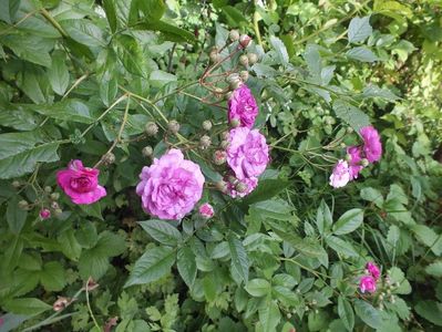 10.06.2017; Trandafir Marie Viaud
