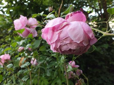 10.06.2017; trandafir Alan Titchmarsh
