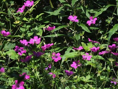 21.06.2017; Geranium
