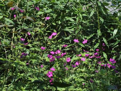 21.06.2017; Geranium
