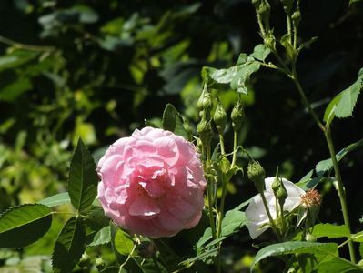 21.06.2017; trandafir Kir Royal
