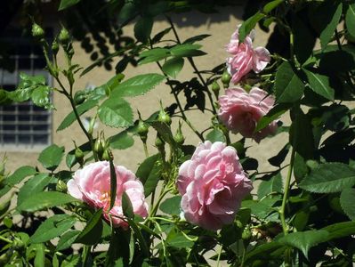 21.06.2017; trandafir Kir Royal
