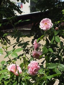 21.06.2017; Trandafir Kir Royal
