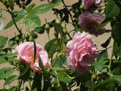 21.06.2017; trandafir Kir Royal
