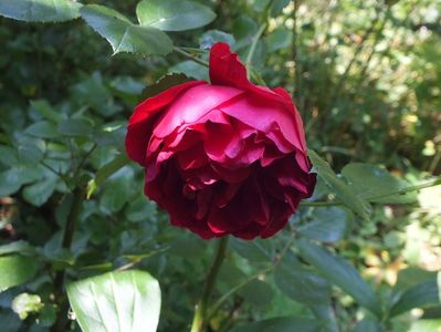 21.06.2017; trandafir de dulceata vechi

