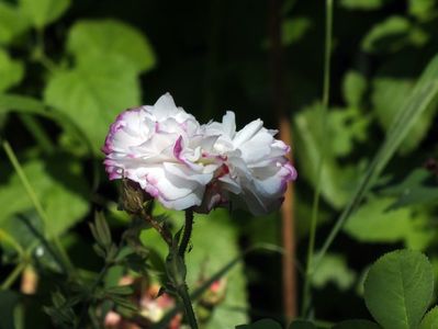 21.06.2017; trandafir Leda
