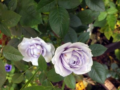21.06.2017; trandafir Blue Kordana
