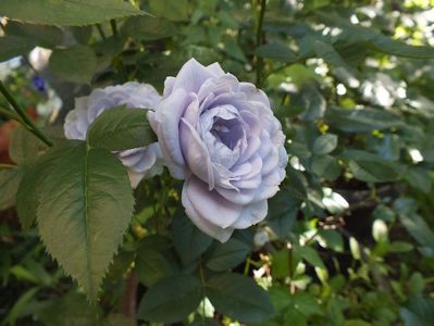 22.06.2017; trandafir Blue Kordana
