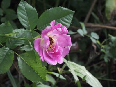 26.06.2017; trandafir Regensberg
