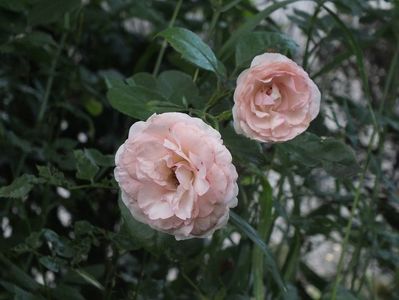 26.06.2017; trandafir Mini Eden Rose
