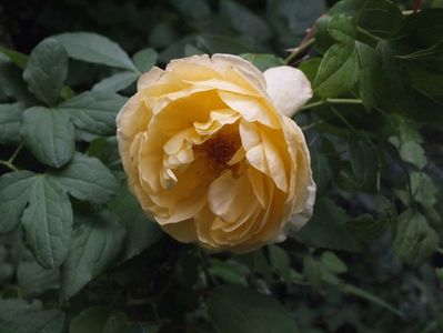 26.06.2017; trandafir Dimov urcator nr 5
