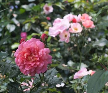 26.06.2017; trandafir Cristopher Marlowe -stg si trandafir Jazz-drt

