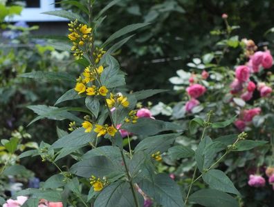 26.06.2017; Lysimachia vulgaris
